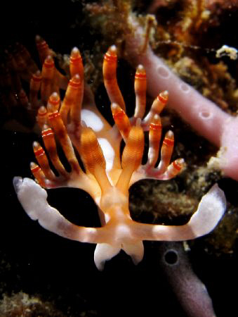 Nudi express...... by Bernard Maglana 