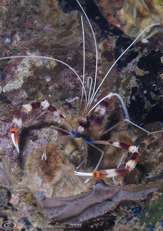 Banded boxer shrimp. Lembeh. D200, 60mm. by Derek Haslam 
