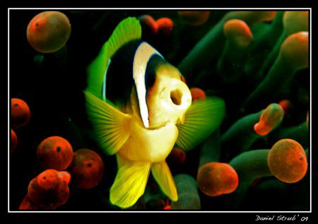 This yawning clown fish (amphiprion bicinctus) is not com... by Daniel Strub 