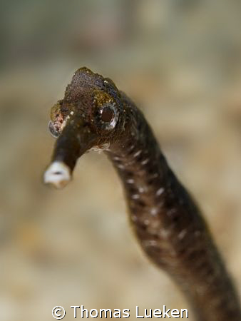 found in Lembeh; D200 by Thomas Lueken 