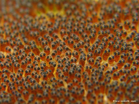 (PRE) school of fish. Though I've never really seen a sch... by Larry Medenilla 