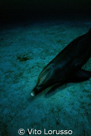 Dolphins by Vito Lorusso 
