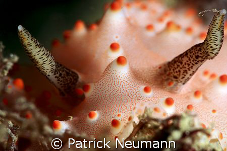Nudi personal taken with Canon 400 D/Hugyfot housing by Patrick Neumann 