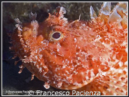 Scorpena scrofa. Taken with Nikon D60 in Easydive housing... by Francesco Pacienza 