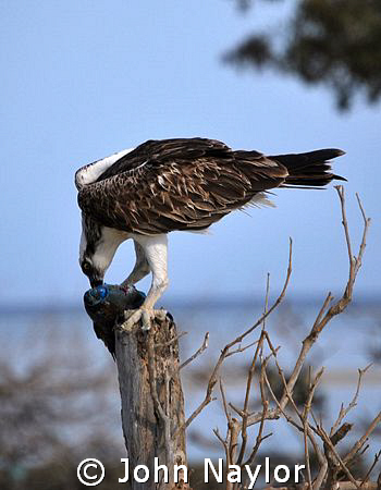 osprey eating parrot fish by John Naylor 