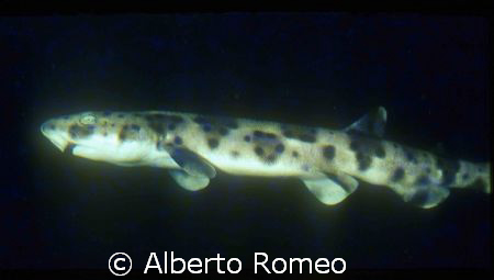 SERVAL SHARK Scyliorhinus stellaris IN A  NIGHT DIVE.
Ni... by Alberto Romeo 