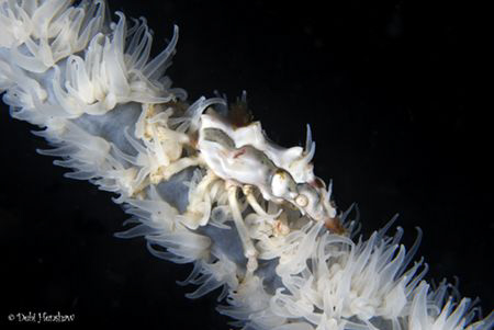 Xeno Crab. 60mm +4 diopter not cropped :o) by Debi Henshaw 