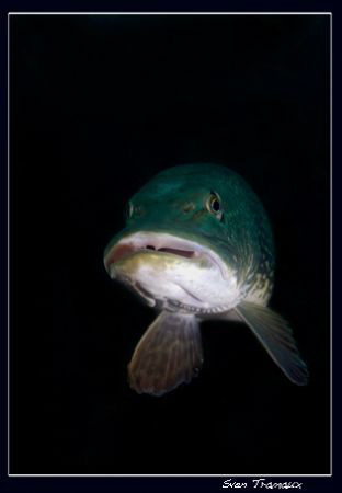 A friendly pike looking into my dome port by Sven Tramaux 