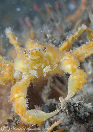 Leachs spider crab. North Wales. D200, 60mm. by Derek Haslam 