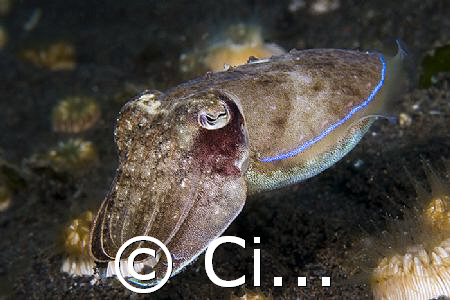 tiny cuttlefish over coral polips. Compare the sizes :) by Cipriano (ripli) Gonzalez 