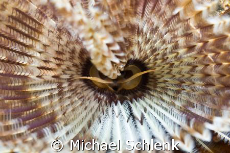 Inside look at a feather duster. by Michael Schlenk 