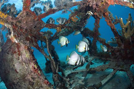 Batfish hiding inside a fallen lighthouse by Erika Antoniazzo 