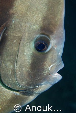 Bat fish wearing its ' Please-clean-me colours'. Picture ... by Anouk Houben 