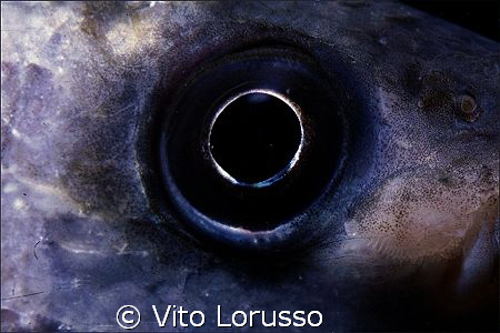 Fishs - Mugil cephalus by Vito Lorusso 