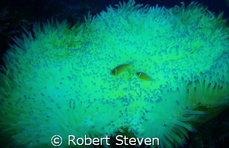 Glowing Anemone taken at Gotham City Vanuatu with a Olymp... by Robert Steven 