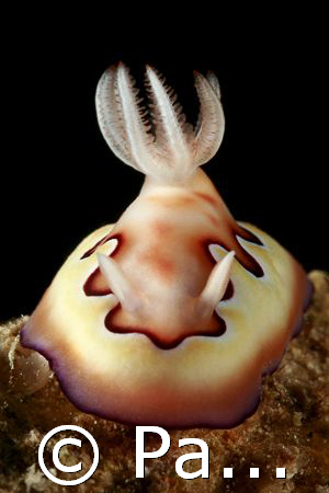 nudi taken with Canon 400D/Hugyfot housing by Patrick Neumann 