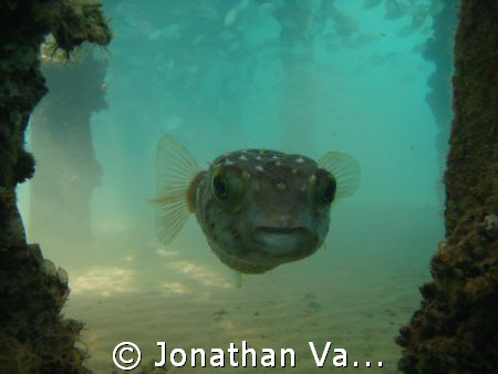 whot are you doing here by Jonathan Van-Wyk 