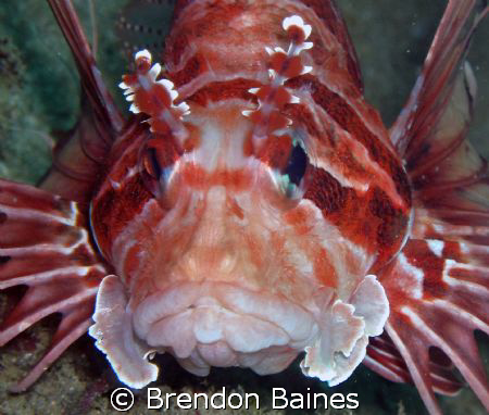 Taken in the Straights of Homuz. Hiding in a crevice and ... by Brendon Baines 