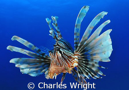 Wide angle shot of a lion fish in Mozambique. Shot with 1... by Charles Wright 
