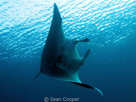 Did an early morning shore dive today. No boats, no snork... by Sean Cooper 