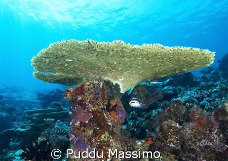 nikon d2x 12-24mm by Puddu Massimo 
