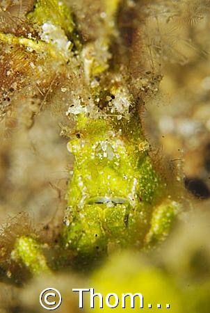 found in Lembeh; D200 by Thomas Lueken 