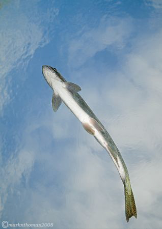 Flying Fish - trout in Capernwray.
Winter 09.
10.5mm. by Mark Thomas 