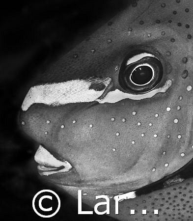 Unicorn in black and white by Larissa Roorda 