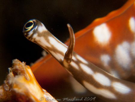 The eye has it! Canon G10, Inon s-2000 strobe, double sta... by Andrew Macleod 
