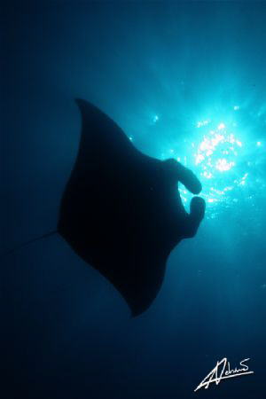 every time that I witness such a graceful glide above me,... by Adriano Trapani 