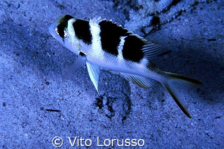 Fishs by Vito Lorusso 