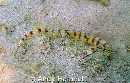 Pipefish in Safaga by Andy Hamnett 