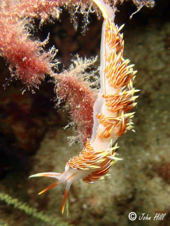 Hermissenda Crassicornis, Sony T-30
 by John Hill 