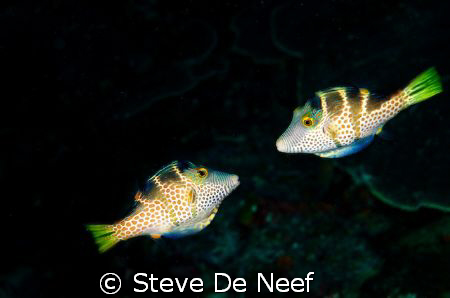 Two tobys looking for each others company. by Steve De Neef 
