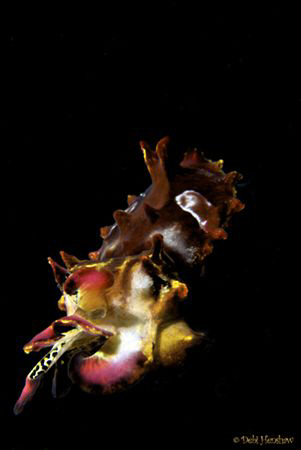 "In Flight" Captured this flamboyant making his escape. N... by Debi Henshaw 