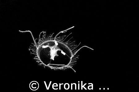CRASPEDACUSTA SOWERBYII.
This is a jellyfish that lives ... by Veronika Matějková 