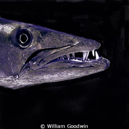 Teeth ... shot at "The Lost City of Atlantis" off Cayman ... by William Goodwin 