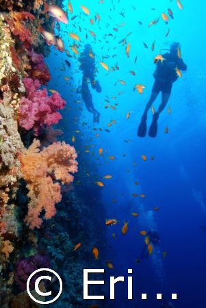 Divers on the wall at Shark Reef.
Ras Mohamed Park by Erich Reboucas 