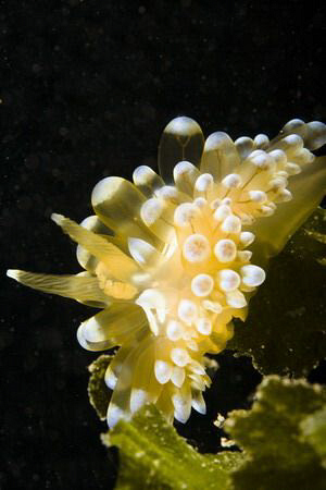 janolus cristatus by Miro Polensek 