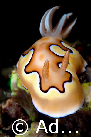 Chromodoris coi by Adam Skrzypczyk 