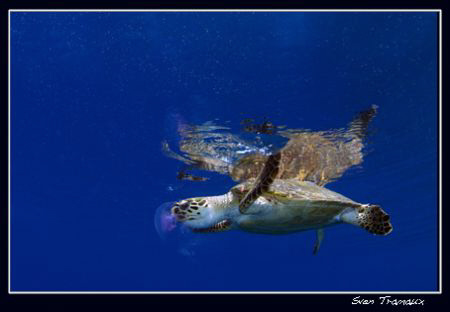 Snacking on a jelly by Sven Tramaux 
