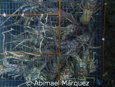Indicted by the man, Saba Island. by Abimael Márquez 
