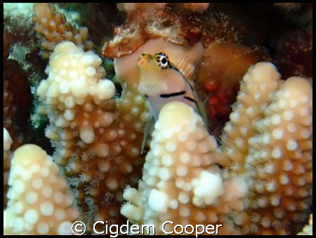 little cutie by Cigdem Cooper 
