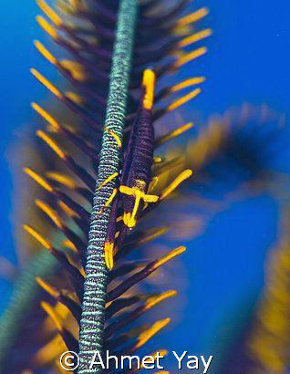 Malezya-sipadan island. by Ahmet Yay 