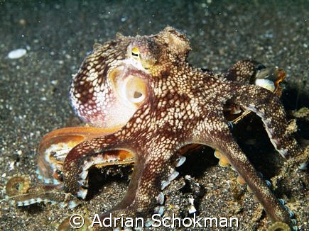 playful Octopus at Lembeh Manado. Olympus E-330 by Adrian Schokman 