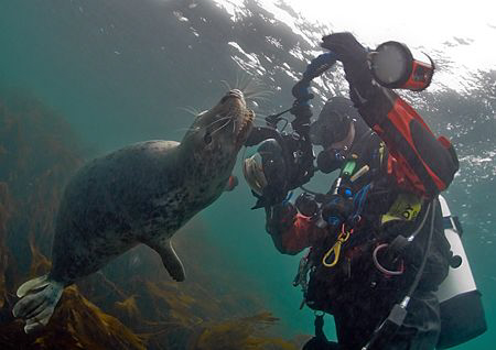 Grey seal posing for Mr H.
Farne Islands, Oct 08.
10.5mm. by Mark Thomas 