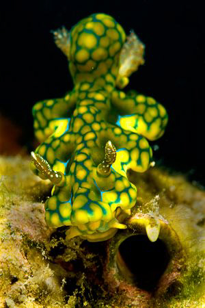 A fascinating one that came a cross during a dive in Mabul.. by Tunc Yavuzdogan 