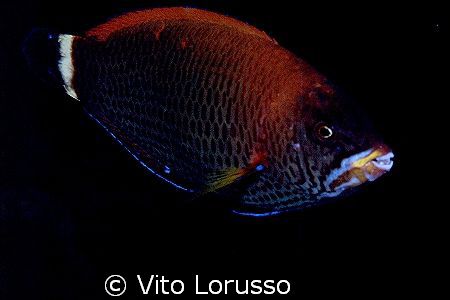 Fishs by Vito Lorusso 
