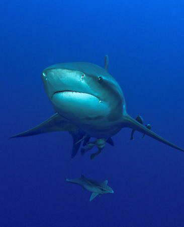 Zambexi shark taken at Pinnacles in Ponta da Oura, Mozamb... by Charles Wright 