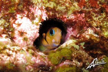 bLENNY KRAVITZ!!! by Adriano Trapani 